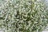 LIMONIUM DIANA DIAMOND